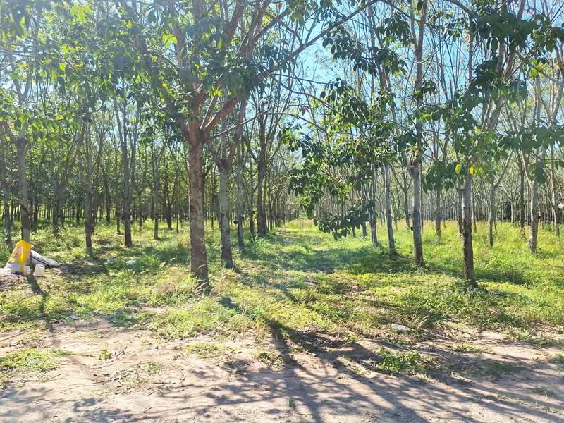 ที่ดินเปล่าสำหรับสร้างบ้านและพัฒนาในชนบท หนองวัวซอ อุดรธานี, อุดรธานี, หนองวัวซอ, อุดรธานี, 5,900 ตร.ม., ที่ดิน ขาย, โดย วีรภัทรา ดาร์เปอร์, 500474487 - DDproperty.com