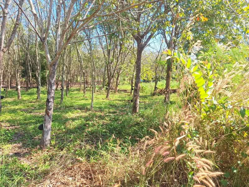 Muang Udon Thani, Udon Thani, Nong Wua So, Udon Thani, , 5,900 sqm, Land For Sale, by วีรภัทรา ดาร์เปอร์, 500474487 - DDproperty.com