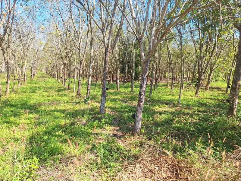 Muang Udon Thani, Udon Thani, Nong Wua So, Udon Thani, , 5,900 sqm, Land For Sale, by วีรภัทรา ดาร์เปอร์, 500474487 - DDproperty.com