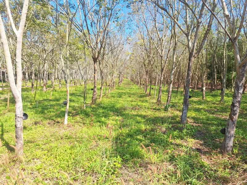 Muang Udon Thani, Udon Thani, Nong Wua So, Udon Thani, , 5,900 sqm, Land For Sale, by วีรภัทรา ดาร์เปอร์, 500474487 - DDproperty.com