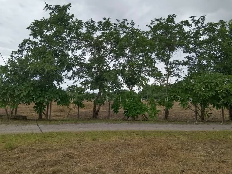 บ้านหนองไร่ หมู่ที่ 1, Ratchaburi, Thung Luang, Pak Tho, Ratchaburi, , 27,620 sqm, Land For Sale, by WISIT SRIPRASERT, 500475822 - DDproperty.com