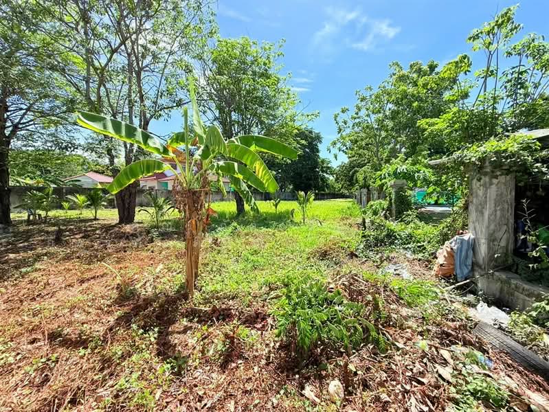 ที่ดินเปล่า 361 ตร.ว. ที่ดินเปล่า หน้าหมู่บ้านชัยพฤกษ์ บางแวก, กรุงเทพ, ถนนพุทธมณฑลสาย3, บางแวก, ภาษีเจริญ, กรุงเทพ, 1,444 ตร.ม., ที่ดิน ขาย, โดย คุณ ภัควรินธร อัครศักดิ์ปัญญา (แนน), 500476069 - DDproperty.com