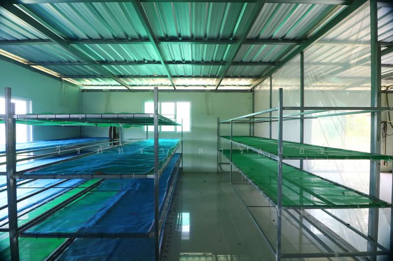 25 Rai Kratom Farm & House for Sale, Nong Bua Lam Phu, Pa Mai Ngam, Muang Nong Bua Lam Phu, Nong Bua Lam Phu, , 40,220 sqm, Land For Sale, by วีรภัทรา ดาร์เปอร์, 500477343 - DDproperty.com