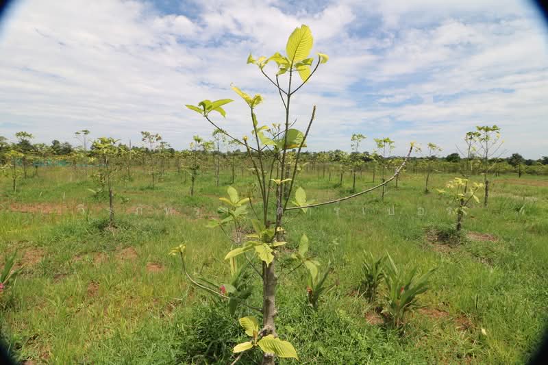 สวนกระท่อมพร้อมใบอนุญาติบนที่ดินขนาดใหญ่ 25 ไร่ หนองบัวลำภู, หนองบัวลำภู, ป่าไม้งาม, เมืองหนองบัวลำภู, หนองบัวลำภู, 40,220 ตร.ม., ที่ดิน ขาย, โดย วีรภัทรา ดาร์เปอร์, 500477343 - DDproperty.com