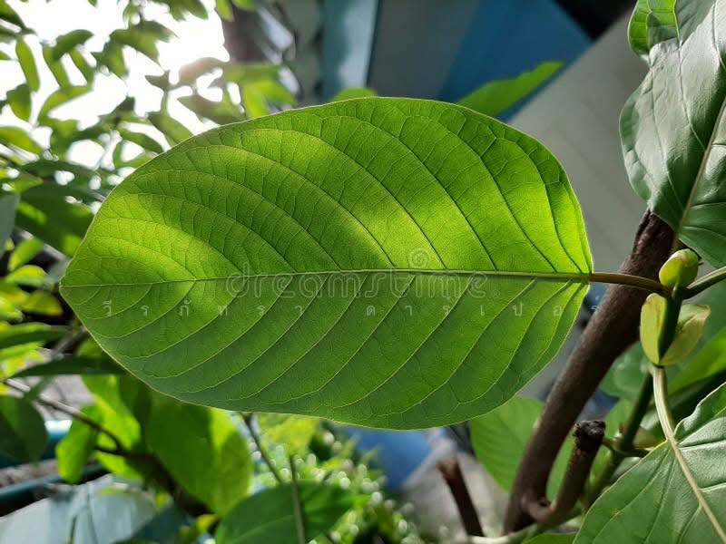 25 Rai Kratom Farm & House for Sale, Nong Bua Lam Phu, Pa Mai Ngam, Muang Nong Bua Lam Phu, Nong Bua Lam Phu, , 40,220 sqm, Land For Sale, by วีรภัทรา ดาร์เปอร์, 500477343 - DDproperty.com