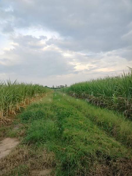 ขาย ที่ดินเพื่อการเกษตร ตั้งอยู่ในพื้นที่ ชลประทาน มีน้ำตลอดปี 15-2-40 ไร่ ต.คอรุม อ.พิชัย, อุตรดิตถ์, คอรุม, พิชัย, อุตรดิตถ์, 24,960 ตร.ม., ที่ดิน ขาย, โดย ณรงค์ศักดิ์ จักรกรณ์, 500477622 - DDproperty.com