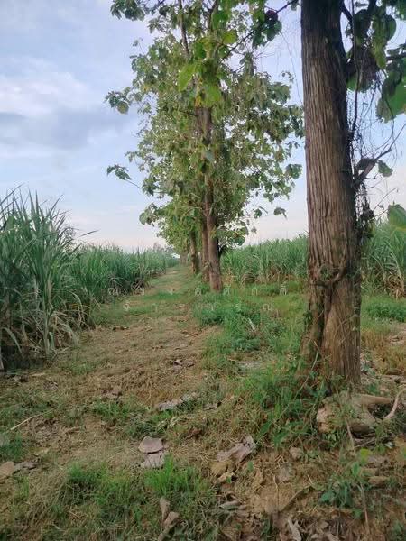 ขาย ที่ดินเพื่อการเกษตร ตั้งอยู่ในพื้นที่ ชลประทาน มีน้ำตลอดปี 15-2-40 ไร่ ต.คอรุม อ.พิชัย, อุตรดิตถ์, คอรุม, พิชัย, อุตรดิตถ์, 24,960 ตร.ม., ที่ดิน ขาย, โดย ณรงค์ศักดิ์ จักรกรณ์, 500477622 - DDproperty.com