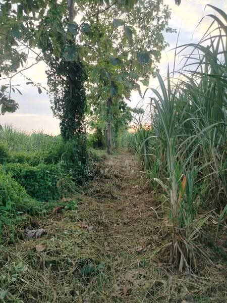 ขาย ที่ดินเพื่อการเกษตร ตั้งอยู่ในพื้นที่ ชลประทาน มีน้ำตลอดปี 15-2-40 ไร่ ต.คอรุม อ.พิชัย, Uttaradit, Kho Rum, Phichai, Uttaradit, , 24,960 sqm, Land For Sale, by ณรงค์ศักดิ์ จักรกรณ์, 500477622 - DDproperty.com
