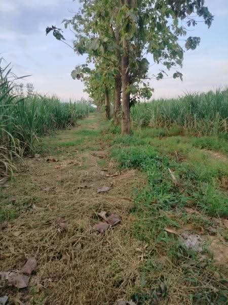 ขาย ที่ดินเพื่อการเกษตร ตั้งอยู่ในพื้นที่ ชลประทาน มีน้ำตลอดปี 15-2-40 ไร่ ต.คอรุม อ.พิชัย, Uttaradit, Kho Rum, Phichai, Uttaradit, , 24,960 sqm, Land For Sale, by ณรงค์ศักดิ์ จักรกรณ์, 500477622 - DDproperty.com