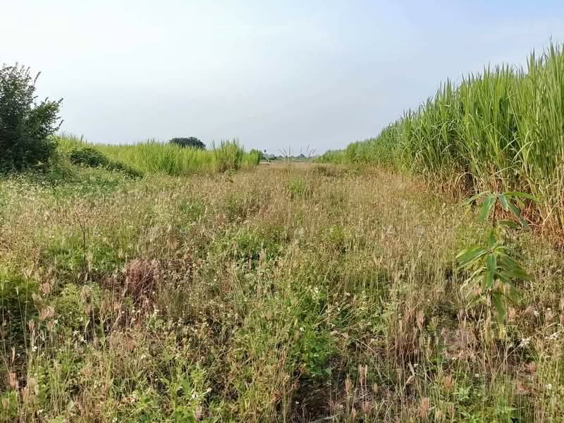 ที่ดินเวียงยอง ลำพูน, Lamphun, Wang Phang, Wieng Nong long, Lamphun, , 3,192 sqm, Land For Sale, by The Best Property อัง, 500477862 - DDproperty.com