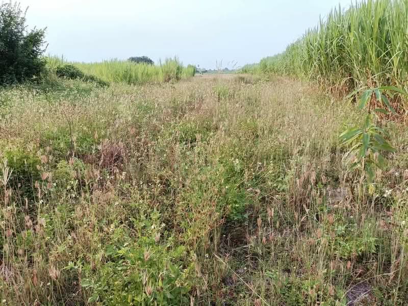 ที่ดินเวียงยอง ลำพูน, Lamphun, Wang Phang, Wieng Nong long, Lamphun, , 3,192 sqm, Land For Sale, by The Best Property อัง, 500477862 - DDproperty.com