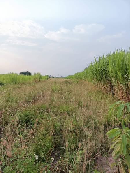 ที่ดินเวียงยอง ลำพูน, Lamphun, Wang Phang, Wieng Nong long, Lamphun, , 3,192 sqm, Land For Sale, by The Best Property อัง, 500477862 - DDproperty.com
