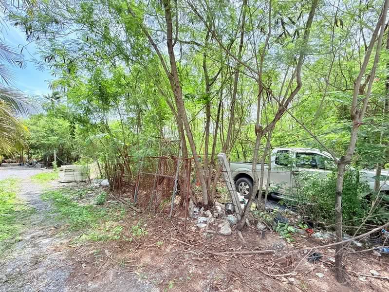 ที่ดินเปล่า 464 ตร.ว. ตรงข้ามศาลเจ้าแม่อาเนี้ยว ซอยกำนัน, Nakhon Pathom, Yai Cha, Sam Phran, Nakhon Pathom, , 1,856 sqm, Land For Sale, by คุณ ภัควรินธร อัครศักดิ์ปัญญา (แนน), 500477919 - DDproperty.com
