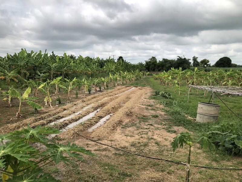 ขายบ้านเดี่ยว บนที่ดิน 6 ไร่, พิษณุโลก, ท่าตาล, บางกระทุ่ม, พิษณุโลก, 143 ตร.ม., บ้านเดี่ยว ขาย, โดย ERA Thailand, 500477999 - DDproperty.com