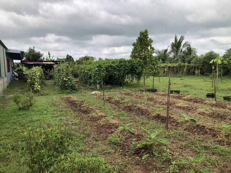 ขายบ้านเดี่ยว บนที่ดิน 6 ไร่, พิษณุโลก, ท่าตาล, บางกระทุ่ม, พิษณุโลก, 143 ตร.ม., บ้านเดี่ยว ขาย, โดย ERA Thailand, 500477999 - DDproperty.com
