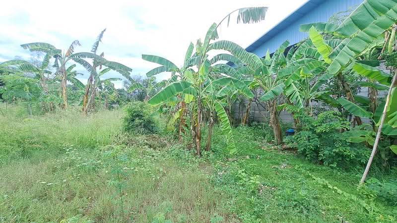 ที่ดินบ้านปรก สมุทรสงคราม, Samut Songkhram, Ban Prok, Muang Samut Songkhram, Samut Songkhram, , 672 sqm, Land For Sale, by The Best Property น้อง, 500478367 - DDproperty.com