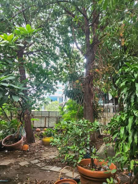 ขายที่ดินติดถนนสุขุมวิท 31, กรุงเทพ, สุขุมวิท, คลองตันเหนือ, วัฒนา, กรุงเทพ, 732 ตร.ม., ที่ดิน ขาย, โดย Khun Amanda, 500478818 - DDproperty.com