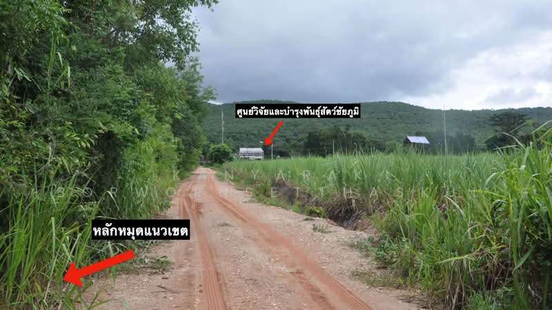 ที่ดิน 11 ไร่ 1 งาน 85 ตร.ว. วิวภูเขา ตำบลห้วยไร่ อำเภอคอนสวรรค์ จังหวัดชัยภูมิ, Chaiyaphum, Huai Rai, Khon Sawan, Chaiyaphum, , 18,340 sqm, Land For Sale, by Kanyarak Borwornsetthaskul, 500479526 - DDproperty.com