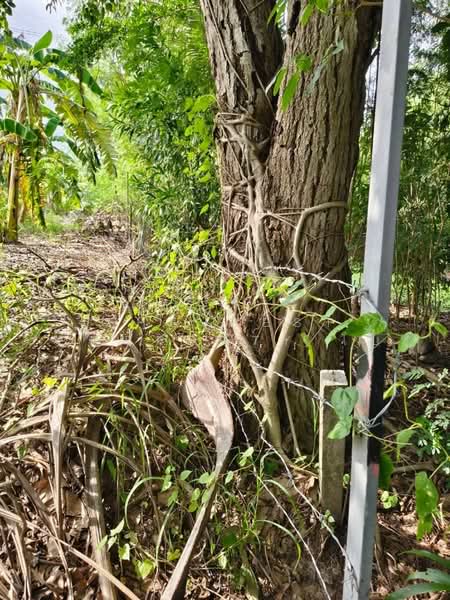 ที่ดินบางแก้ว ฉะเชิงเทรา, Chachoengsao, Bang Kaeo, Muang Chachoengsao, Chachoengsao, , 600 sqm, Land For Sale, by The Best Property โบ, 500480114 - DDproperty.com