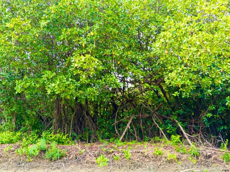 ที่ดินลาดใหญ่ สมุทรสงคราม, Samut Songkhram, Lat Yai, Muang Samut Songkhram, Samut Songkhram, , 1,600 sqm, Land For Sale, by The Best Property โอ๋, 500480233 - DDproperty.com