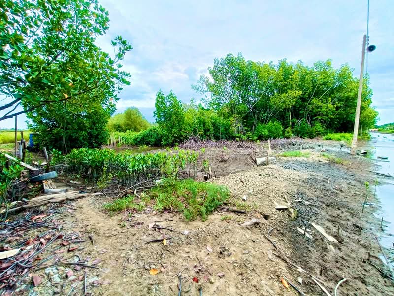 ที่ดินลาดใหญ่ สมุทรสงคราม, Samut Songkhram, Lat Yai, Muang Samut Songkhram, Samut Songkhram, , 1,600 sqm, Land For Sale, by The Best Property โอ๋, 500480233 - DDproperty.com