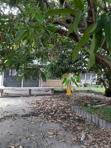 ที่ดินพร้อมสิ่งปลูกสร้าง ซอยสุขุมวิท 103/2, กรุงเทพ, บางนาเหนือ, บางนา, กรุงเทพ, 808 ตร.ม., ที่ดิน ขาย, โดย Blueprint.property, 500480396 - DDproperty.com