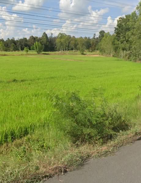 ที่ดินพุทไธสง บุรีรัมย์, Buri Ram, Ban Yang, Phu Thai Song, Buri Ram, , 16,000 sqm, Land For Sale, by The Best Property ยุ, 500481648 - DDproperty.com