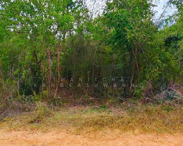 ที่ดินปักธงชัย นครราชสีมา, Nakhon Ratchasima, Ta Khu, Pak Thong Chai, Nakhon Ratchasima, , 1,240 sqm, Land For Sale, by Thanitcha Kangkasuwanno, 500482098 - DDproperty.com