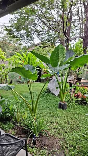undefined, Bangkok, Ram Inthra, Khan Na Yao, Bangkok, 3 Bedrooms, 150 sqm, Single Detached House For Sale, by Napatsawan Tamjorhor, 500484448 - DDproperty.com