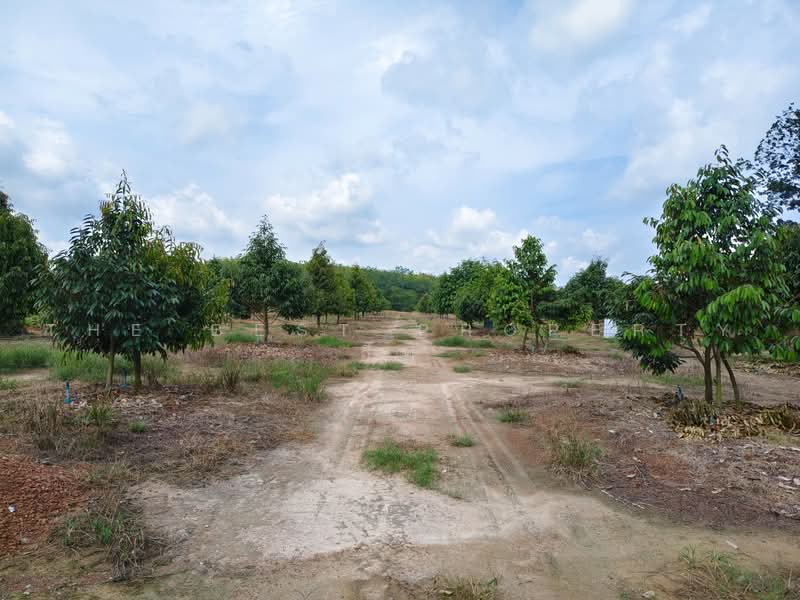 ที่ดินพร้อมสวนแกลง ระยอง, ระยอง, บ้านนา, แกลง, ระยอง, 12,800 ตร.ม., ที่ดิน ขาย, โดย The Best Property อีฟ, 500485605 - DDproperty.com