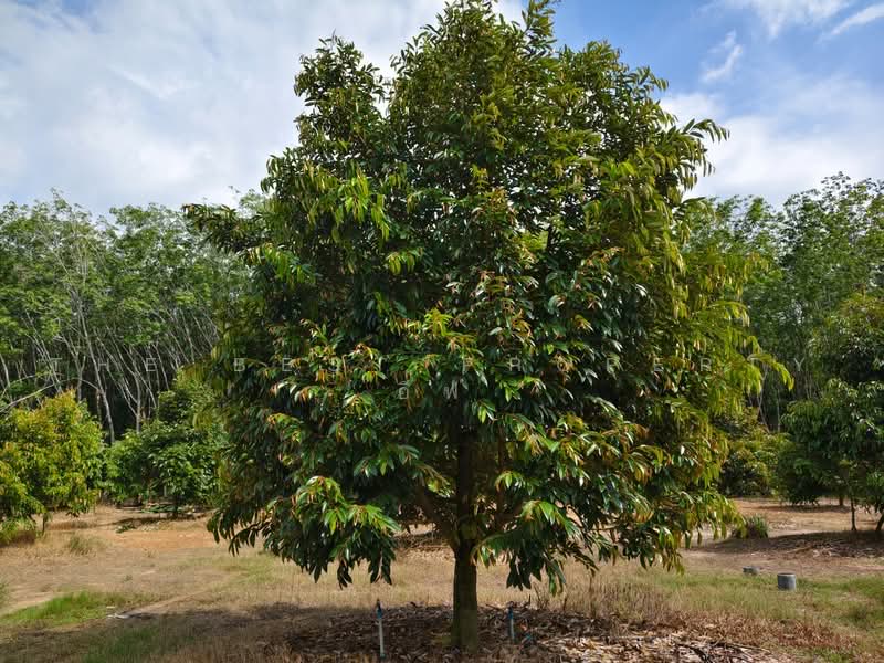ที่ดินพร้อมสวนแกลง ระยอง, Rayong, Ban Na, Klaeng, Rayong, , 12,800 sqm, Land For Sale, by The Best Property อีฟ, 500485605 - DDproperty.com
