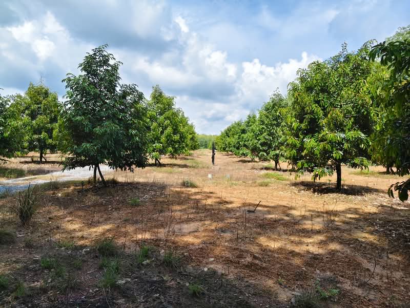 ที่ดินพร้อมสวนแกลง ระยอง, Rayong, Ban Na, Klaeng, Rayong, , 12,800 sqm, Land For Sale, by The Best Property อีฟ, 500485605 - DDproperty.com