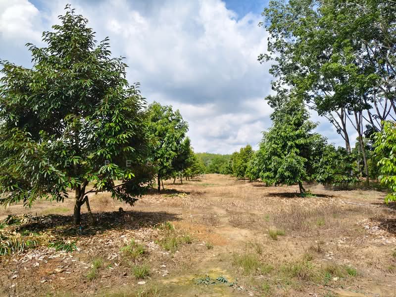 ที่ดินพร้อมสวนแกลง ระยอง, Rayong, Ban Na, Klaeng, Rayong, , 12,800 sqm, Land For Sale, by The Best Property อีฟ, 500485605 - DDproperty.com