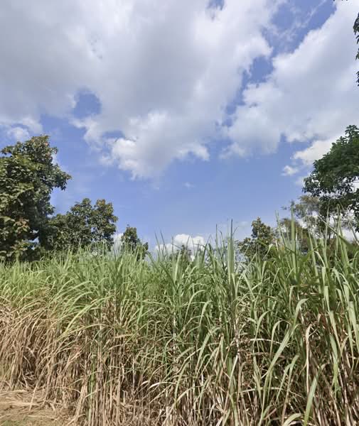 Land for sale: 20 Rai, 82 Sq. Wah, located on Rural Road 3011, Chom Si Subdistrict, Chiang Khan Dist, Loei, หลวงชนบท 3011, Chomsri, Chiang Khan, Loei, , 32,328 sqm, Land For Sale, by สุรีย์ ชุนรัตนชัย, 500487556 - DDproperty.com