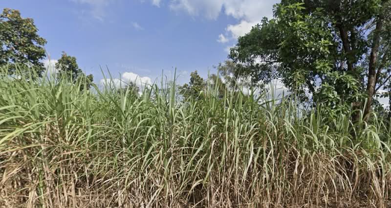 ขายที่ดิน 20 ไร่ 82 ตร.ว. ถ.หลวงชนบท 3011 ต.จอมศรี อ.เชียงคาน จ.เลย ห่างจากอบต.เขาแก้ว ประมาณ 1.5 กม, เลย, หลวงชนบท 3011, จอมศรี, เชียงคาน, เลย, 32,328 ตร.ม., ที่ดิน ขาย, โดย สุรีย์ ชุนรัตนชัย, 500487556 - DDproperty.com