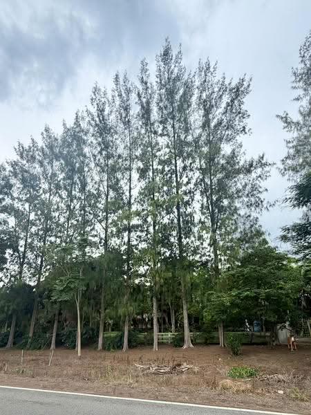 For Sale: 2-Rai Vacation Home with Unique Treehouse in Khanong Phra, Pak Chong, Nakhon Ratchasima, Khanong Phra, Pak Chong, Nakhon Ratchasima, 4 Bedrooms, 340 sqm, Single Detached House For Sale, by กฤตณัท สุกุลปรีดากร, 500488411 - DDproperty.com