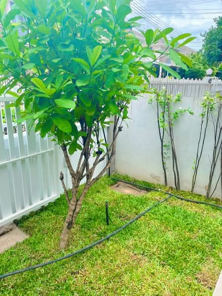 Life in the Garden Sriracha70, Chon Buri (Pattaya), Nong - Kham, Si Racha, Chon Buri (Pattaya), 3 Bedrooms, 180 sqm, Villa For Rent, by A House Property Co.,Ltd., 500488435 - DDproperty.com