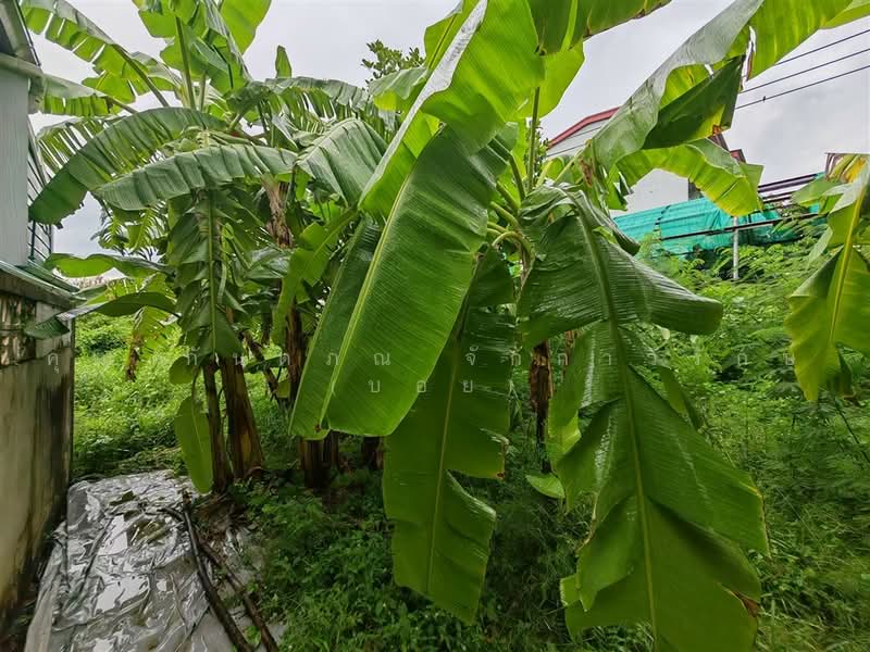 ที่ดินเปล่า 97 ตร.ว. ที่ดิน หมู่บ้านมหามกุฏ พุทธมณฑล นครปฐม, Nakhon Pathom, ถนนบรมราชชนนี, Salaya, Phuttha Mon Thon, Nakhon Pathom, , 388 sqm, Land For Sale, by คุณ กันตภณ จักกาวิรักษ์ (บอย), 500489564 - DDproperty.com