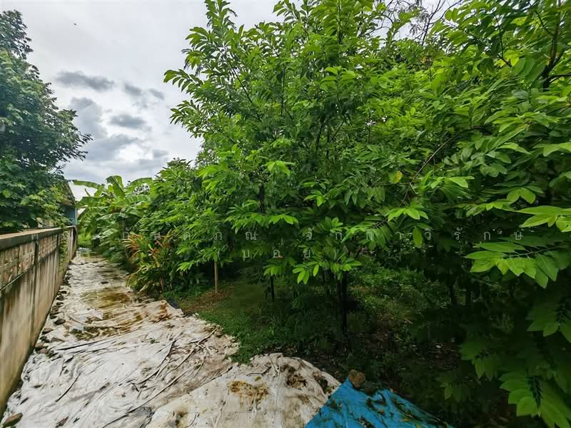 ที่ดินเปล่า 97 ตร.ว. ที่ดิน หมู่บ้านมหามกุฏ พุทธมณฑล นครปฐม, นครปฐม, ถนนบรมราชชนนี, ศาลายา, พุทธมณฑล, นครปฐม, 388 ตร.ม., ที่ดิน ขาย, โดย คุณ กันตภณ จักกาวิรักษ์ (บอย), 500489564 - DDproperty.com