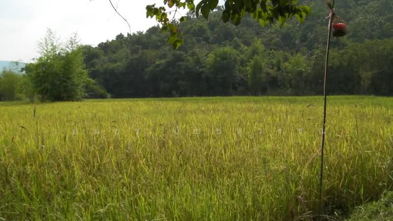 ท่าตะคร้อ, Phetchaburi, Tha Ta Kraw, Nong Ya Plong, Phetchaburi, , 18,864 sqm, Land For Sale, by เอมอร อัชชสุวรรณ์, 500489670 - DDproperty.com