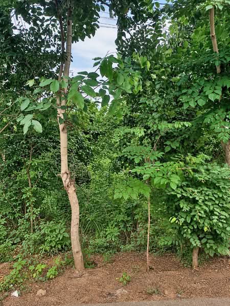 ที่ดินตะพานหิน พิจิตร, Phichit, Huai Ket, Taphan Hin, Phichit, , 5,686 sqm, Land For Sale, by The Best Property ข้าว, 500489718 - DDproperty.com