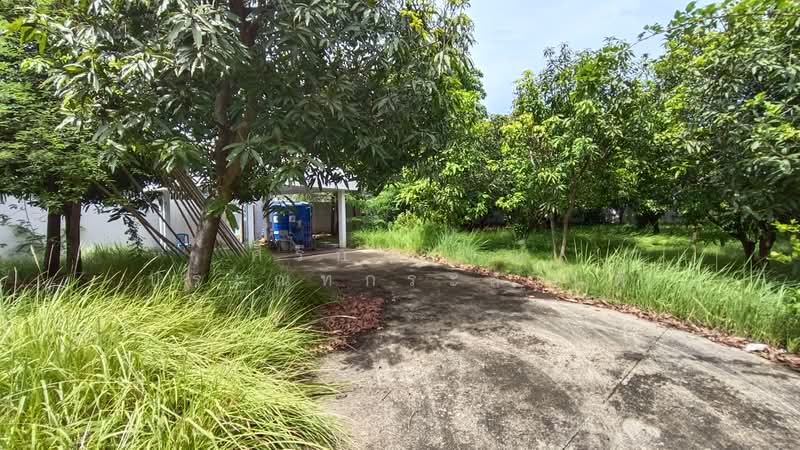 บ้านเดี่ยวหลังใหญ่ ใกล้โรงพยาบาลบางมด พระราม 2, กรุงเทพ, ท่าข้าม - พระราม 2, ท่าข้าม, บางขุนเทียน, กรุงเทพ, 400 ตร.ม., บ้านเดี่ยว ขาย, โดย ศิริกาญจณ์ ประณุทกระสานติ์, 500490455 - ที่ดินเปล่า 1 ไร่ (แบ่งขายได้) - DDproperty.com
