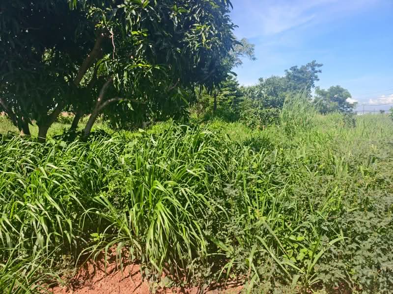 ที่ดินบางคล้า ฉะเชิงเทรา, Chachoengsao, Bang Khla, Chachoengsao, , 268 sqm, Land For Sale, by The Best Property ซี, 500490660 - DDproperty.com