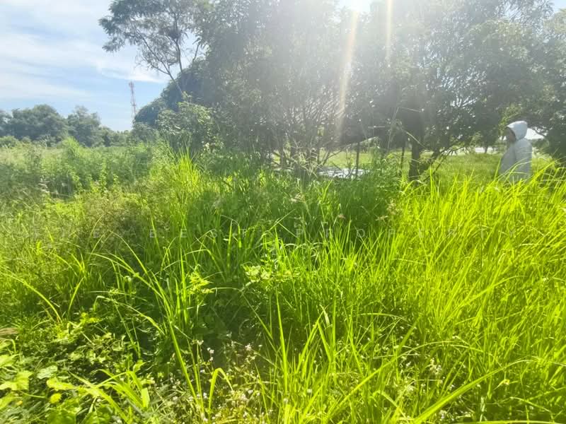 ที่ดินบางคล้า ฉะเชิงเทรา, Chachoengsao, Bang Khla, Chachoengsao, , 268 sqm, Land For Sale, by The Best Property ซี, 500490681 - DDproperty.com