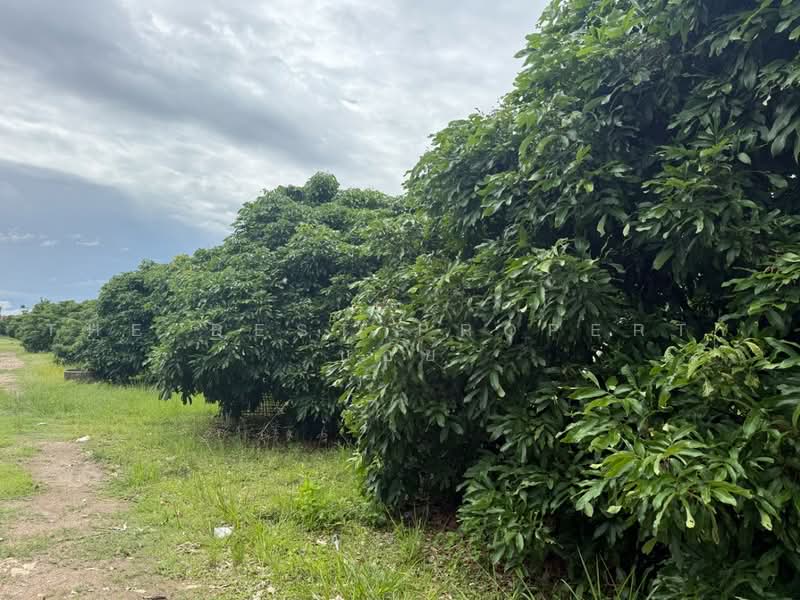 ที่ดินเหมืองง่า ลำพูน, Lamphun, Muang Nga, Muang Lamphun, Lamphun, , 9,120 sqm, Land For Sale, by The Best Property บอย, 500490716 - DDproperty.com
