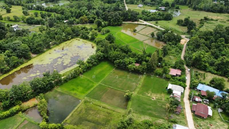 ขายบ้านสวน ในเมืองอุบลราชธานี 1 ไร่ 81.1 ตร.ว, Ubon Ratchathani, ชยางกูร,พีรพล, Ki Lek, Muang Ubon Ratchathani, Ubon Ratchathani, 3 Bedrooms, 1,924 sqm, Single Detached House For Sale, by Wasan Wasati, 500490764 - DDproperty.com
