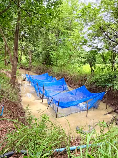 ขายบ้านสวน ต. ขามใหญ่ ในเมืองอุบลราชธานี 1 ไร่ 81.1 ตร.ว, อุบลราชธานี, ชยางกูร,พีรพล, ขี้เหล็ก, เมืองอุบลราชธานี, อุบลราชธานี, 1,924 ตร.ม., บ้านเดี่ยว ขาย, โดย วสันต์ วะสะติ, 500490764 - DDproperty.com