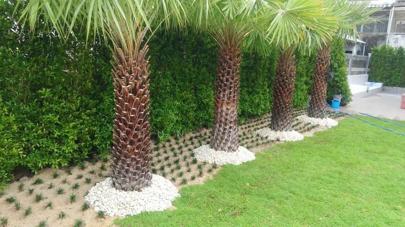 บ้านเดี่ยวหรู รีโนเวทใหม่ทั้งหลัง ให้เช่า อยู่ที่พัฒนาการ (SPSJP603), กรุงเทพ, พัฒนาการ3, สวนหลวง, กรุงเทพ, 185 ตร.ม., บ้านเดี่ยว ให้เช่า, โดย Khun Jane, 500490845 - DDproperty.com