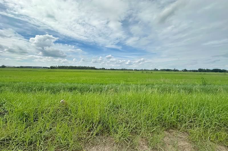 ซอยคลองสี่ตะวันออก 51, ปทุมธานี, คลองสี่, คลองหลวง, ปทุมธานี, 800 ตร.ม., ที่ดิน ขาย, โดย คุณนา, 500490937 - DDproperty.com