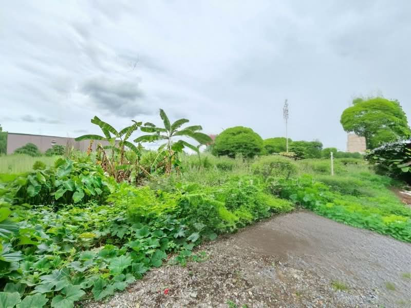 For Sale: Prime Location Land, 1 Rai 1 Square Wa, Soi Prasert Manukit 12, connecting to Soi Lad Pla, Bangkok, เกษตร-นวมินทร์, Chorake Bua, Lat Phrao, Bangkok, , 1,604 sqm, Land For Sale, by CHAWALIT KONGSAKPAIBUL, 500491166 - DDproperty.com